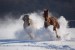 Koně běžící sněhem